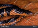 Image result for "einara Macrolepis". Size: 134 x 100. Source: www.shutterstock.com