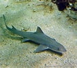 Image result for "mustelus Asterias". Size: 113 x 100. Source: www.pinterest.com