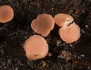 Image result for "orchomenella Gerulicorbis". Size: 129 x 100. Source: www.inaturalist.org