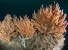 Image result for Eunicella verrucosa. Size: 135 x 100. Source: www.britishmarinelifepictures.co.uk