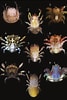 Image result for "hapalocarcinus Marsupialis". Size: 67 x 100. Source: www.researchgate.net