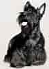 Image result for Skotsk terrier. Size: 72 x 100. Source: se.dreamstime.com