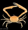 Image result for "Carcinoplax Longimanus". Size: 95 x 100. Source: www.crustaceology.com