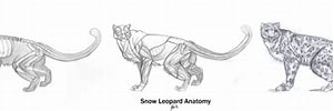 Bildergebnis für Snow Leopard Anatomy. Größe: 301 x 82. Quelle: 89ravenclaw.deviantart.com