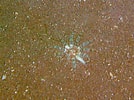 Image result for Peachia parasitica. Size: 134 x 100. Source: www.marlin.ac.uk