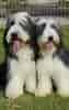 Image result for Bearded Collie. Size: 63 x 100. Source: www.pinterest.com