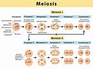 Meiosis Cell Division に対する画像結果.サイズ: 135 x 100。ソース: www.online-sciences.com