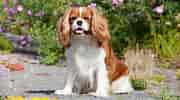 Image result for Cavalier King Charles Spaniel. Size: 180 x 100. Source: breedadvisor.com
