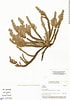 Image result for "typhlomangelia Nivalis". Size: 70 x 100. Source: plantidtools.fieldmuseum.org