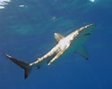 Image result for "carcharhinus Isodon". Size: 125 x 100. Source: www.worldlifeexpectancy.com