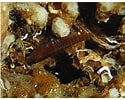 Image result for "corcyrogobius Liechtensteini". Size: 125 x 100. Source: www.researchgate.net