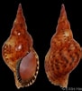Afbeeldingsresultaten voor "charonia Variegata". Grootte: 91 x 100. Bron: www.gastropods.com