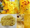 Afbeeldingsresultaten voor Crella Pytheas fusifera Geslacht. Grootte: 107 x 100. Bron: www.researchgate.net
