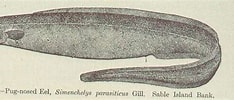 Afbeeldingsresultaten voor Simenchelys parasitica Stam. Grootte: 234 x 100. Bron: picryl.com