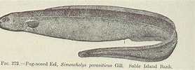 Image result for Simenchelys parasitica Geslacht. Size: 278 x 100. Source: picryl.com