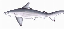 Image result for "carcharhinus Hemiodon". Size: 223 x 100. Source: www.sharkwater.com
