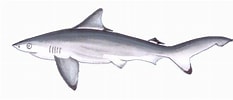Image result for "carcharhinus Hemiodon". Size: 233 x 100. Source: www.sharkwater.com