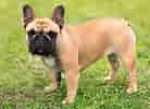 Image result for Fransk bulldog. Size: 138 x 100. Source: blog.dogley.com