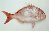 Image result for Pagrus caeruleostictus. Size: 158 x 100. Source: adriaticnature.com