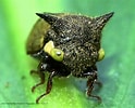 Image result for "puerulus Carinatus". Size: 124 x 100. Source: potokito-myshot.blogspot.com