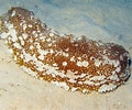 Afbeeldingsresultaten voor "astichopus Multifidus". Grootte: 120 x 100. Bron: reefguide.org