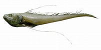 Image result for "gadomus Longifilis". Size: 202 x 100. Source: fishbiosystem.ru