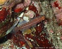 Image result for "corcyrogobius Liechtensteini". Size: 126 x 100. Source: doris.ffessm.fr