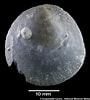 Image result for "pododesmus Squama". Size: 90 x 100. Source: naturalhistory.museumwales.ac.uk