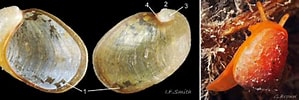 Image result for "velutina Plicatilis". Size: 299 x 100. Source: www.researchgate.net