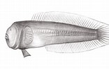 Image result for Caragobius urolepis. Size: 156 x 100. Source: market.cloud.edu.tw