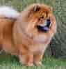 Image result for Chow Chow Størrelse. Size: 95 x 100. Source: www.thekennelclub.org.uk