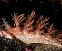 Image result for "dendronotus Frondosus". Size: 122 x 100. Source: www.nudibranch.org
