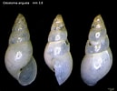 Afbeeldingsresultaten voor "odostomia Plicata". Grootte: 129 x 100. Bron: www.verderealta.it