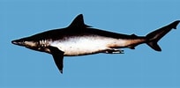 Image result for "carcharhinus Macloti". Size: 204 x 100. Source: taieol.tw