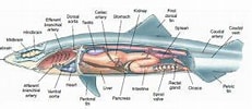 Image result for Krultandlantaarnhaai Anatomie. Size: 231 x 93. Source: www.explore-the-ocean.com