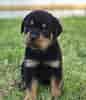 Image result for Rottweiler. Size: 86 x 100. Source: skill-wiring.blogspot.com