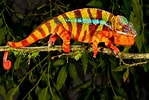 Résultat d’image pour caméléon couleur. Taille: 149 x 100. Source: www.thesprucepets.com