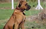 Image result for Boxer Dog. Size: 154 x 100. Source: worldanimalfoundation.org