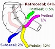 Image result for kamster Soort Anatomie. Size: 113 x 100. Source: de.wikibrief.org