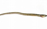 Image result for Echelus myrus Geslacht. Size: 162 x 100. Source: www.ilmaredamare.com