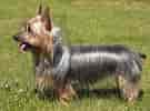 Image result for Silky Terrier. Size: 135 x 100. Source: www.petpaw.com.au