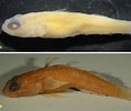 Afbeeldingsresultaten voor "antonogadus Macrophthalmus". Grootte: 118 x 100. Bron: www.researchgate.net