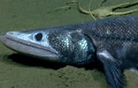 Afbeeldingsresultaten voor "cynoponticus Ferox". Grootte: 156 x 100. Bron: www.fishesofaustralia.net.au