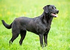 Image result for Labrador Retriever Hundetype. Size: 140 x 100. Source: www.futterhaus.de