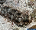 Image result for Stichopus horrens Feiten. Size: 119 x 100. Source: www.poppe-images.com