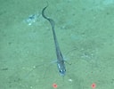 Image result for "gadomus Longifilis". Size: 128 x 100. Source: www.marinespecies.org