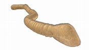 Afbeeldingsresultaten voor Chaetoderma Anatomie. Grootte: 176 x 100. Bron: www.turbosquid.com