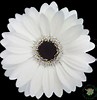 Tamaño de Resultado de imágenes de White Daisy with Black Center.: 97 x 100. Fuente: www.pinterest.com
