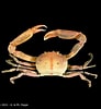 Image result for "carcinoplax Vestita". Size: 92 x 100. Source: www.crustaceology.com