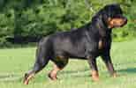 Billedresultat for Rottweiler. størrelse: 154 x 100. Kilde: www.rover.com